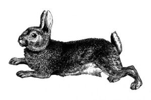 rabbit_lg